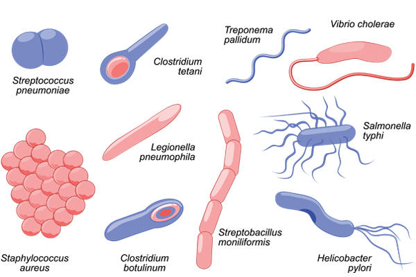 types of microorganisms